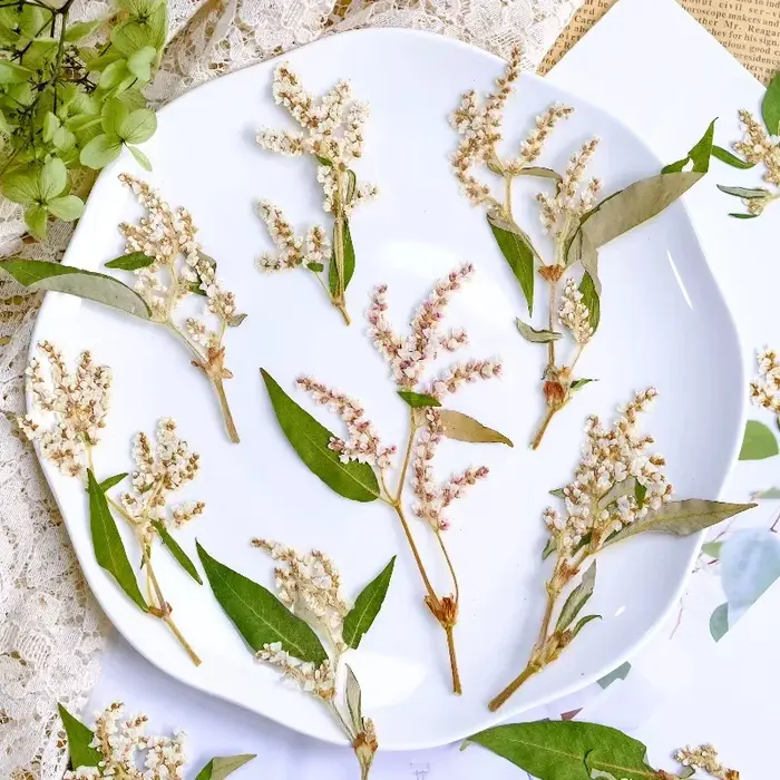 12 pièces, fleurs pressées séchées de sarrasin naturelles