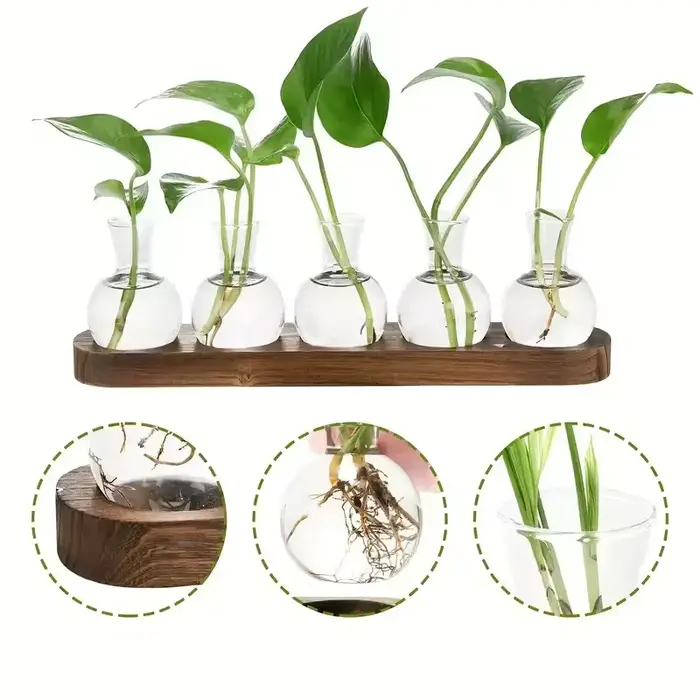 Terrarium en verre pour plantes avec plateau en bois – Pour la propagation hydroponique en intérieur