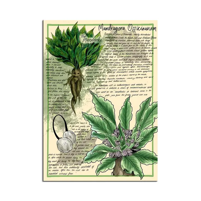 Manuel Mandrake : impressions d'herbes et de botanique