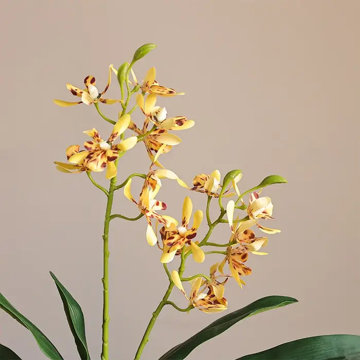 Orchidée papillon au toucher de la main avec feuilles