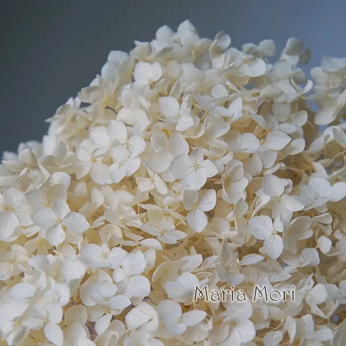 Hydrangea Annabelle séchée naturelle, fleur véritable pour bouquet de mariage, décoration de vase à 