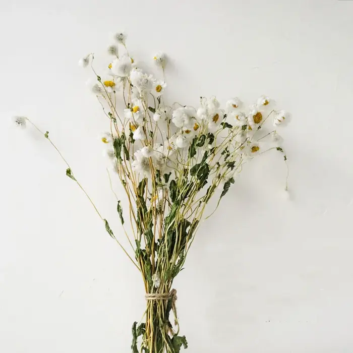 Fleurs conservées séchées fraîches naturelles, Rhodanthe Manglesii, Bouquets de fleurs, cadeau pour 