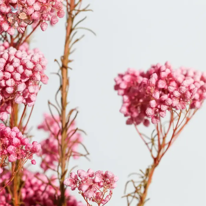Bouquet de fleurs de riz éternel séchées naturelles