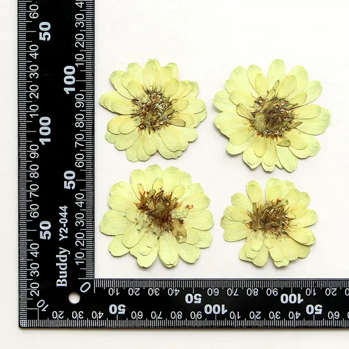 Kit d'art de fleurs pressées réelles, ensemble de 12 pièces, 3.5-6cm, fleurs de Zinnia séchées pour 