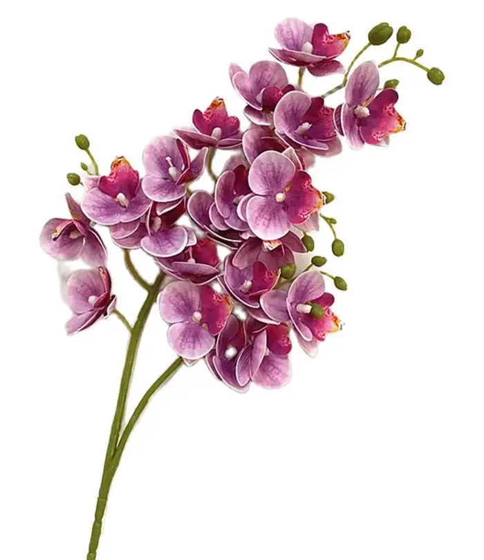 Fleurs d'orchidées papillon en Latex