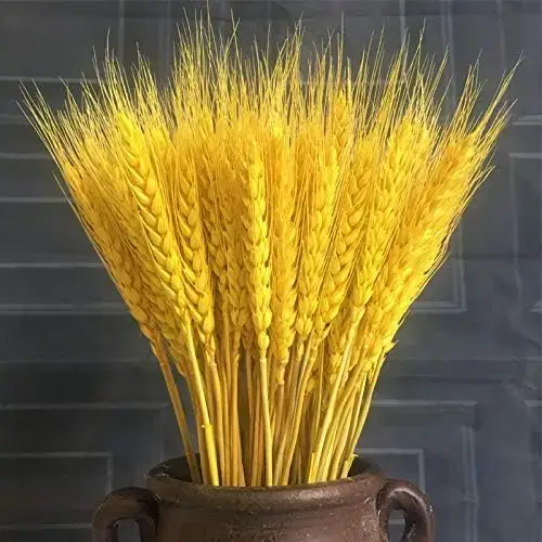 Pointes de blé séchées naturelles pour la décoration