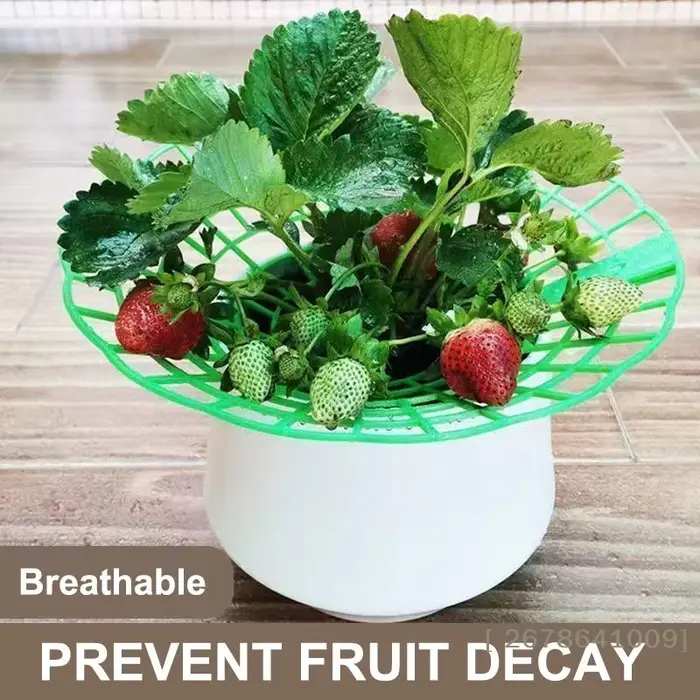 ⚑ Support pour plantes de fraises avec pieds