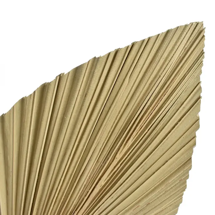 Feuilles d'éventail de palmier