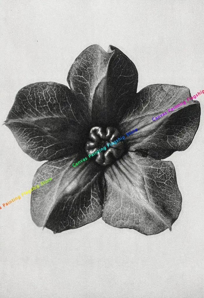 Karl Blossfeldt noir et blanc plante fleur minimaliste esthétique impression toile peinture pour salon moderne décor à la maison