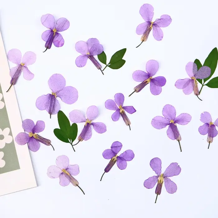 12 pièces, fleurs séchées pressées d'orchidées de février-spécimens