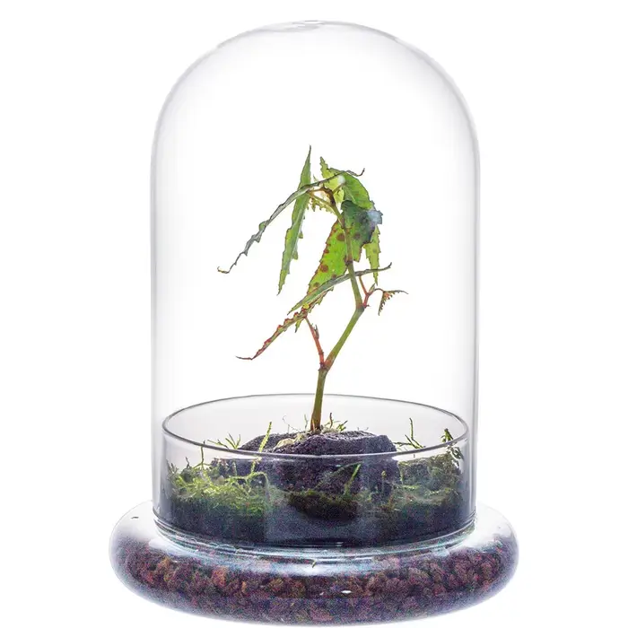 Cloche en verre avec trou d'aération