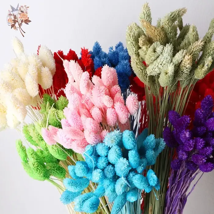 50 pièces fleurs séchées naturelles gemme herbe Phalaris plante maison salon décoration préservée bijoux
