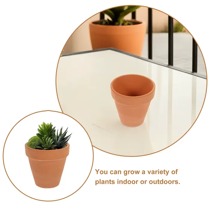Pot de fleurs succulentes