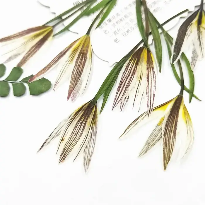 Petites fleurs naturelles de lys séchées