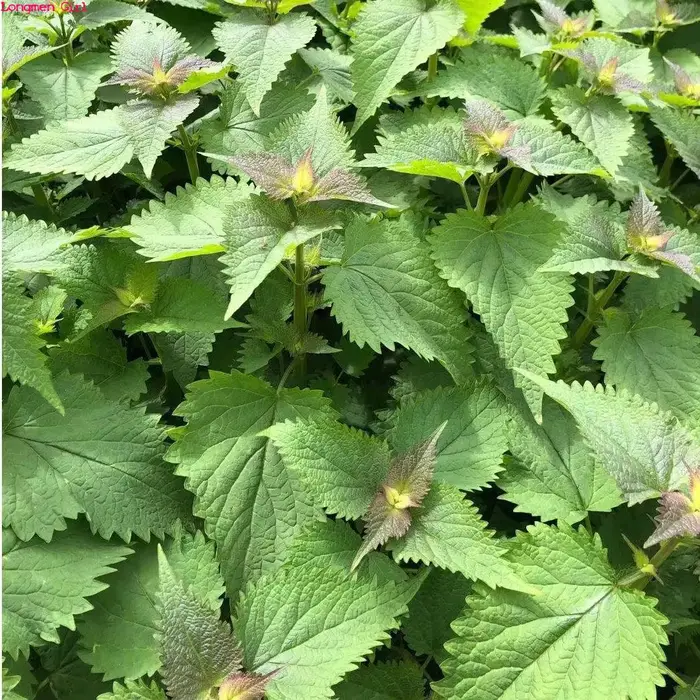 Patchouli séché naturel de haute qualité