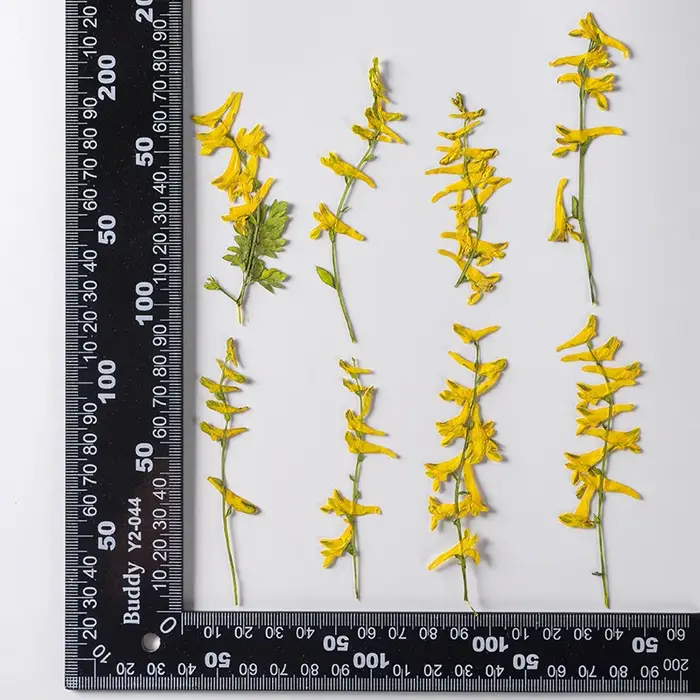 6 pièces/6-10 cm, fleurs séchées d'herbe de perroquet naturelles