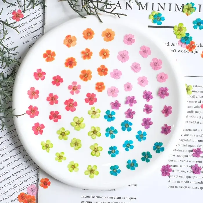 100 pièces, fleurs séchées pressées teintes Spiraea