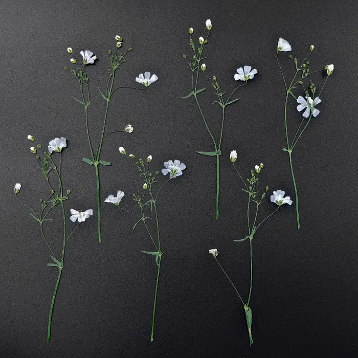 Fleurs séchées de néphra blanche véritable