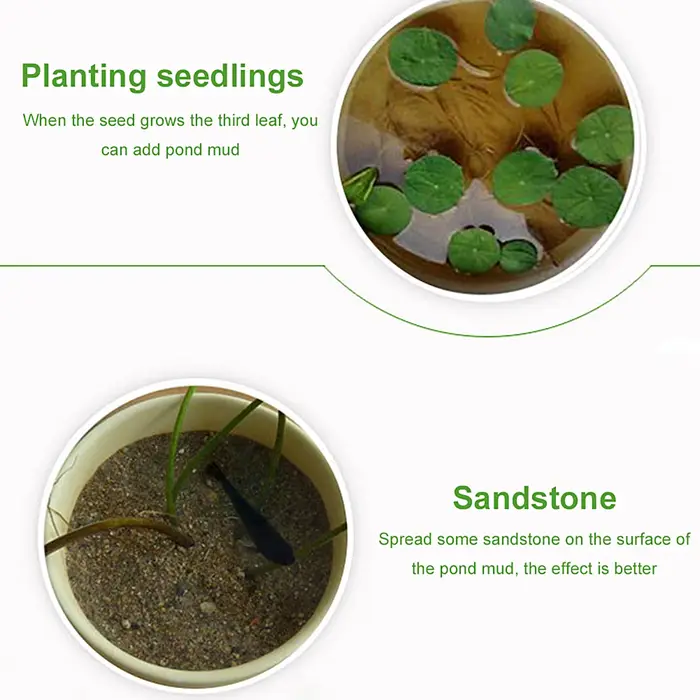 Substrat nutritif pour plantes aquatiques