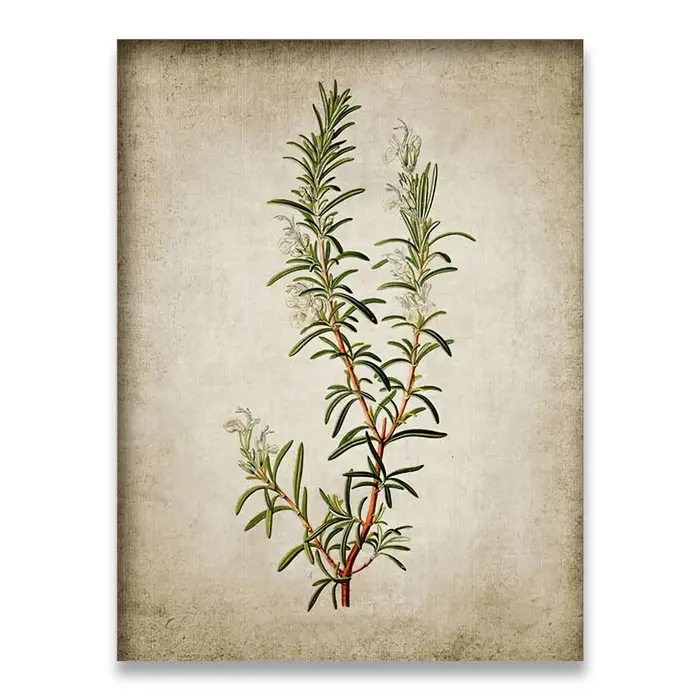 Affiches et impressions sur toile d'art végétal vintage, peintures sur toile rétro d'origan, romarin