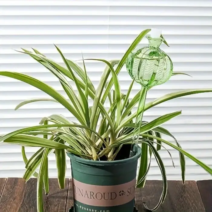Globes d'Arrosage existent en Verre Durable