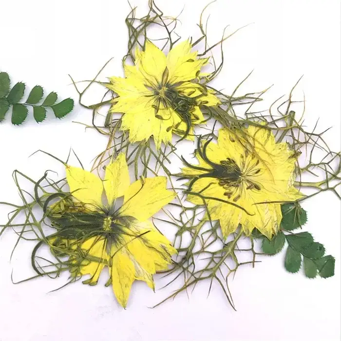 Fleurs pressées naturelles