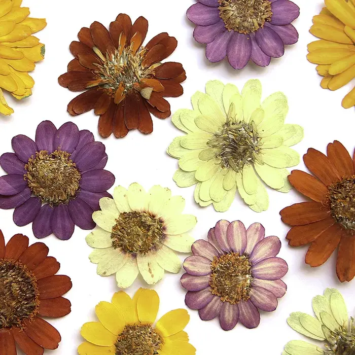 Kit d'art de fleurs pressées réelles