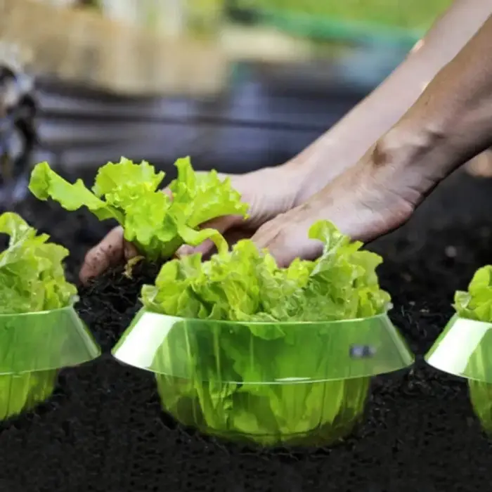 Anneaux de protection anti-légionnaires pour plantes