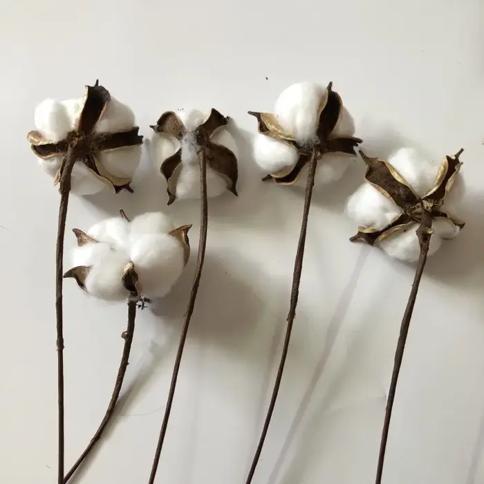 Fleurs de coton séchées naturellement, plantes artificielles, branche florale pour mariage, décorati