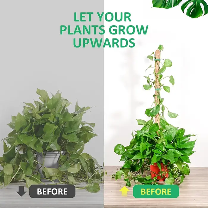 Plantes pliables Support d'escalade plante mousse coir pôle bas