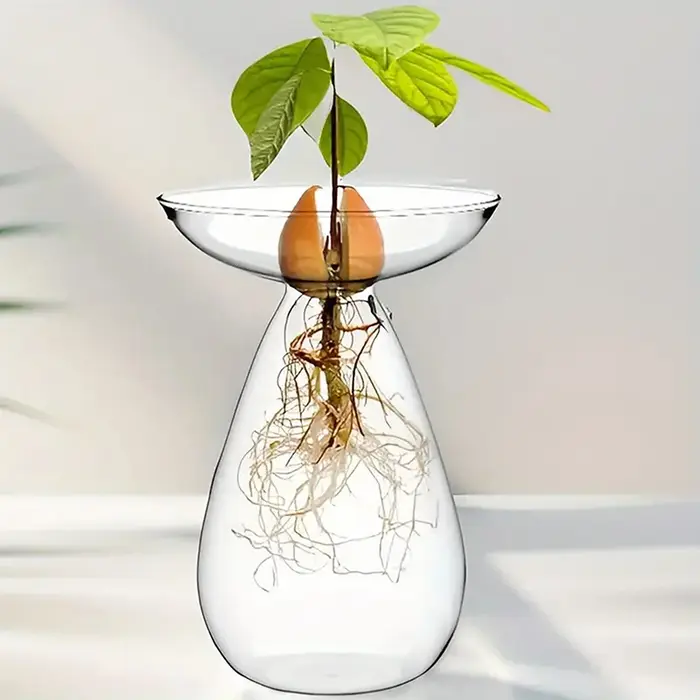 Vase hydroponique en verre Transparent coloré d'avocat, Vase de démarrage de graines d'avocat, Kit de culture de graines de plantes, amoureux du jardinage, décoration de la maison