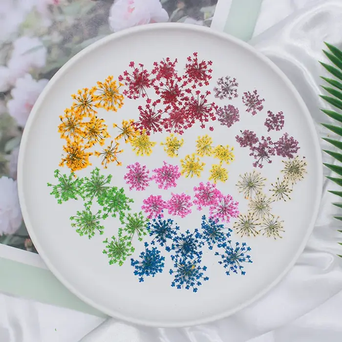 Ensemble de fleurs séchées en dentelle