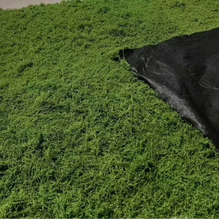 Mousse artificielle pour la décoration de micro-paysages