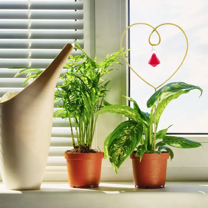 Support en pot pour plantes grimpantes