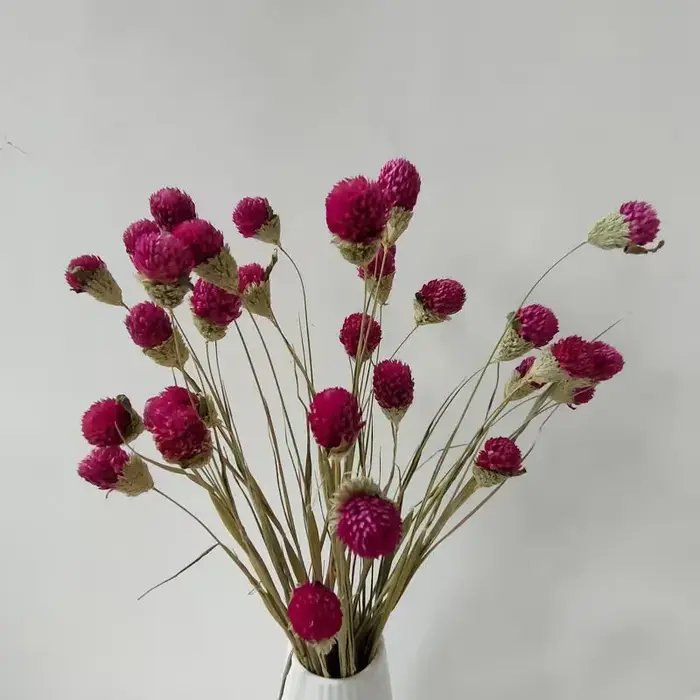 Fleurs d'amarante globe séchées naturelles de qualité supérieure pour la décoration de la maison et du jardin