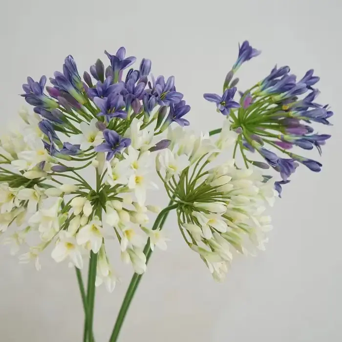 Fleurs artificielles d'agapanthe africaines de luxe