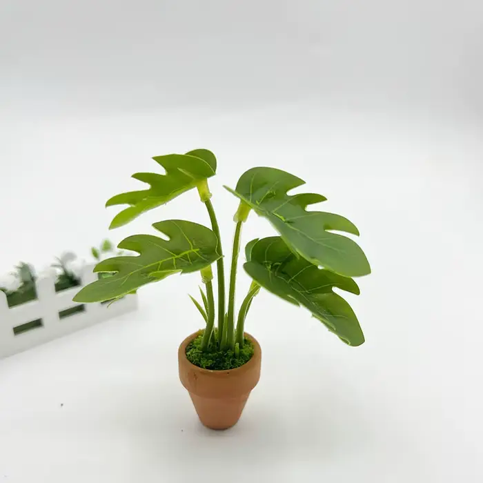 Mini plantes en pot vertes à dos de tortue Taro
