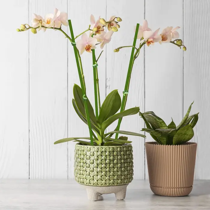 Bâtons de Support pour plantes
