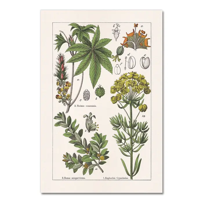 Affiches et impressions d'herbes botArabes vintage