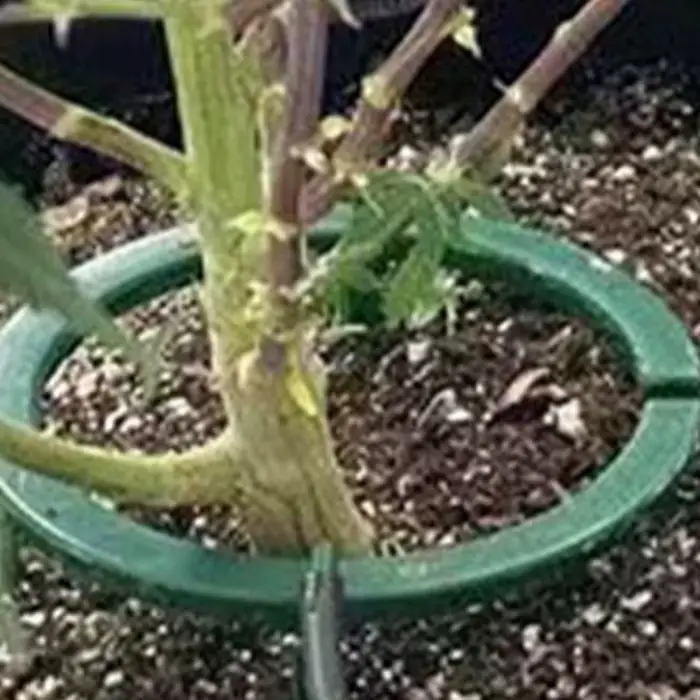 Anneau d'arrosage pour plantes