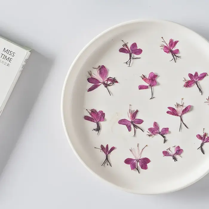 Lot de 12 fleurs de Gaura séchées pour DIY