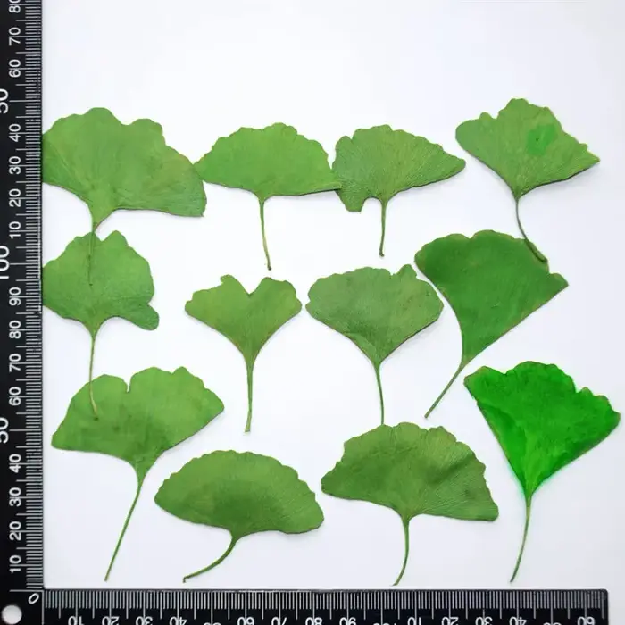 12 pièces/3-5 cm, Feuilles de Ginkgo Biloba véritables pressées