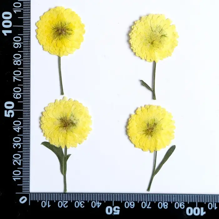 12 pièces/6-9 cm, nature Helichrysum pressé fleurs séchées bricolage bougie résine aromathérapie inc