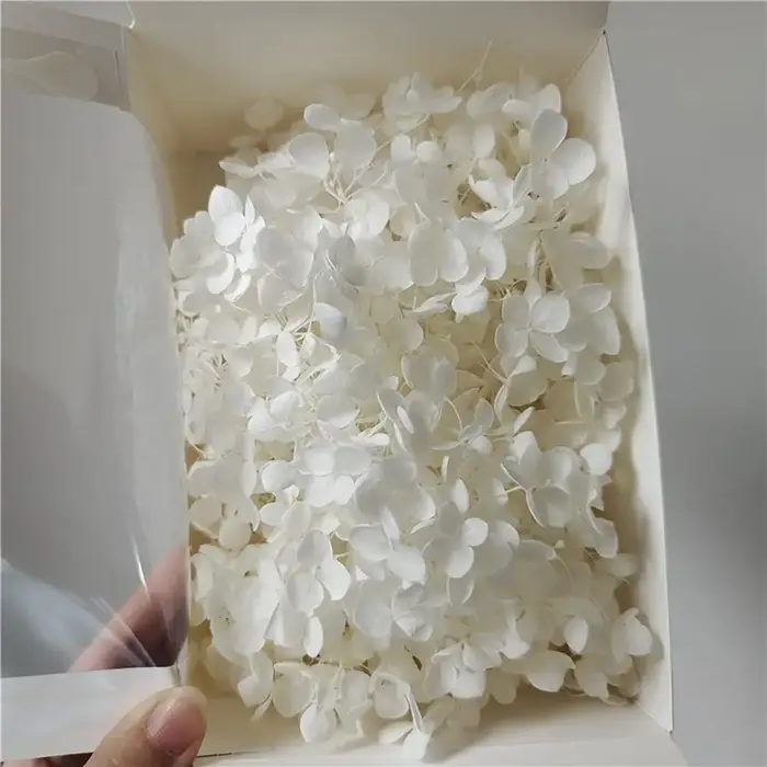 Têtes de fleurs d'hortensia séchées naturelles
