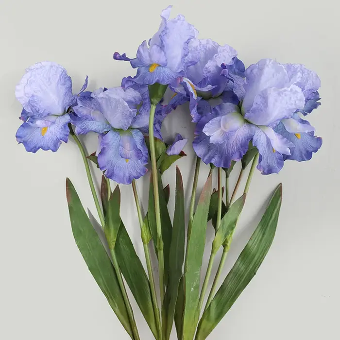 Fleurs injirlandaises Alice Iris