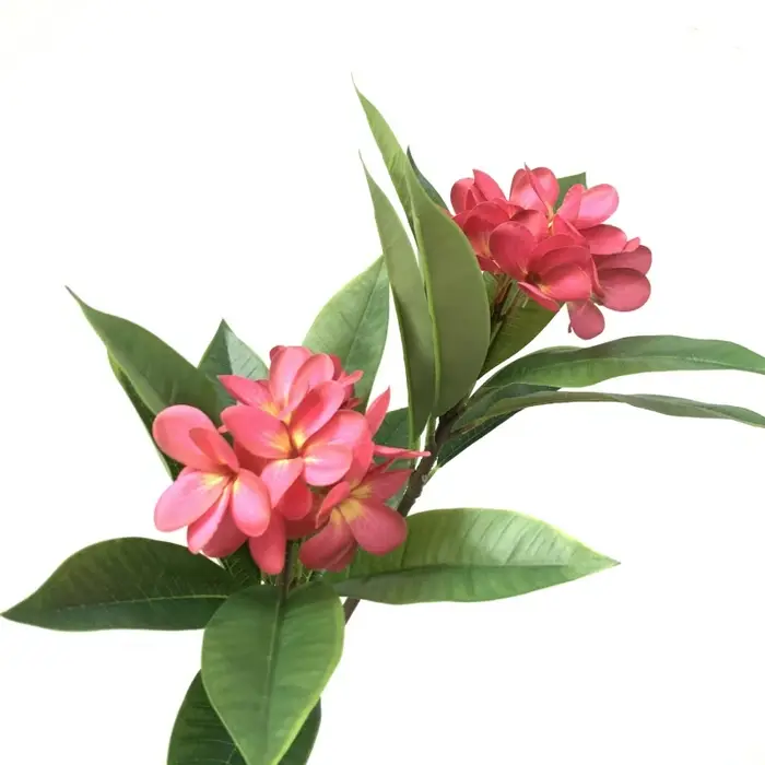 Impression 3D Main Sensation Frangipanier Fleurs Branche