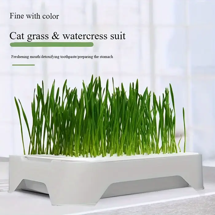 Bassin de plantation d'herbe pour chat