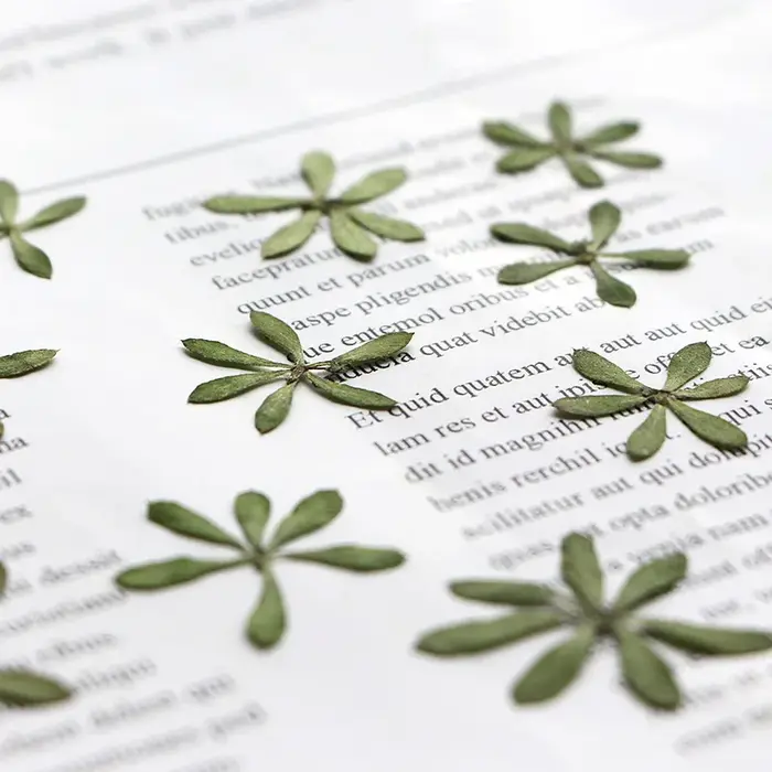 Nature Green Leaves Pressed Flower