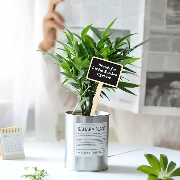 Ensemble de 10 étiquettes de plantes rustiques en bois
