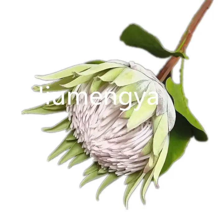 InjProtea-Branche de Fleur Artificielle de Cyovale oides